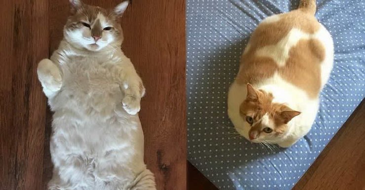 เจ้าของปฏิเสธว่าแมวเขาไม่ได้อ้วน แต่โกนขนเท่านั้นขำกระจาย  นี่มันหมูสามชั้นชัดๆ - Honghong World